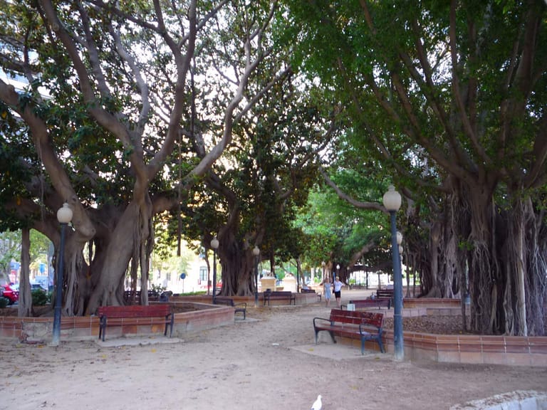 Mature ficus trees shading the gravel walks of the Parque de Canalejas in central Alicante.