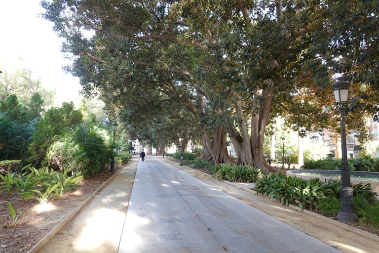 A city park in Murcia shaded by old ficus trees, with benches along the path.